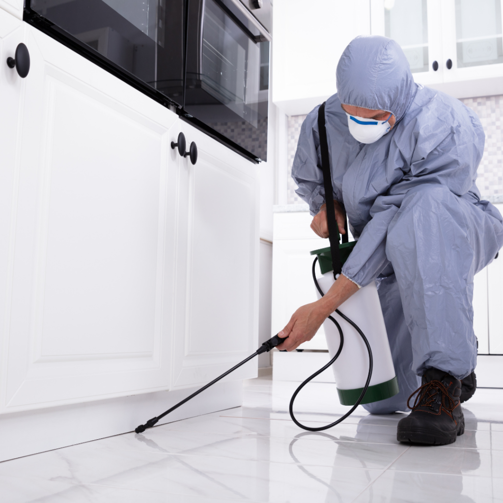 شركة مكافحة حشرات في الإمارات